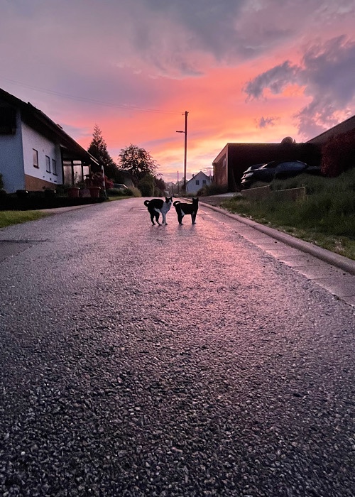 Straße mit Sonnenuntergang und zwei Katzen