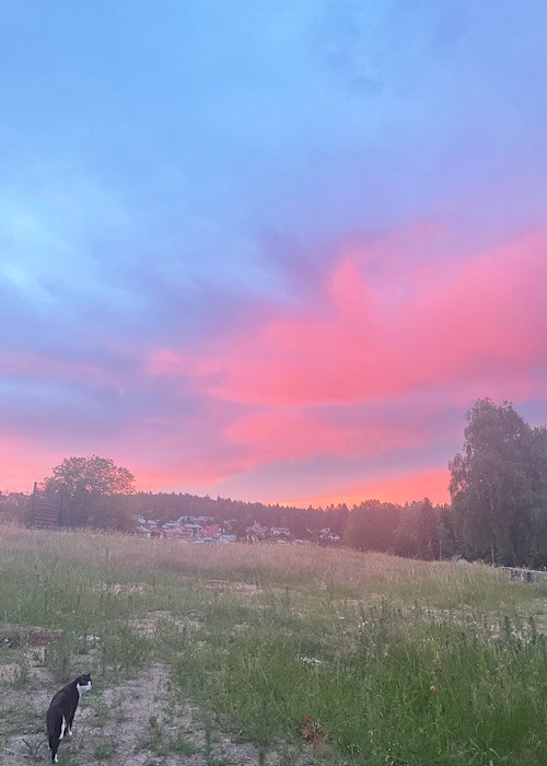 hellblauer und rosa Abendhimmel mit Feld und Katze 
